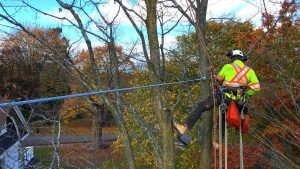 Everest Tree Care Ontario Inc photo 2